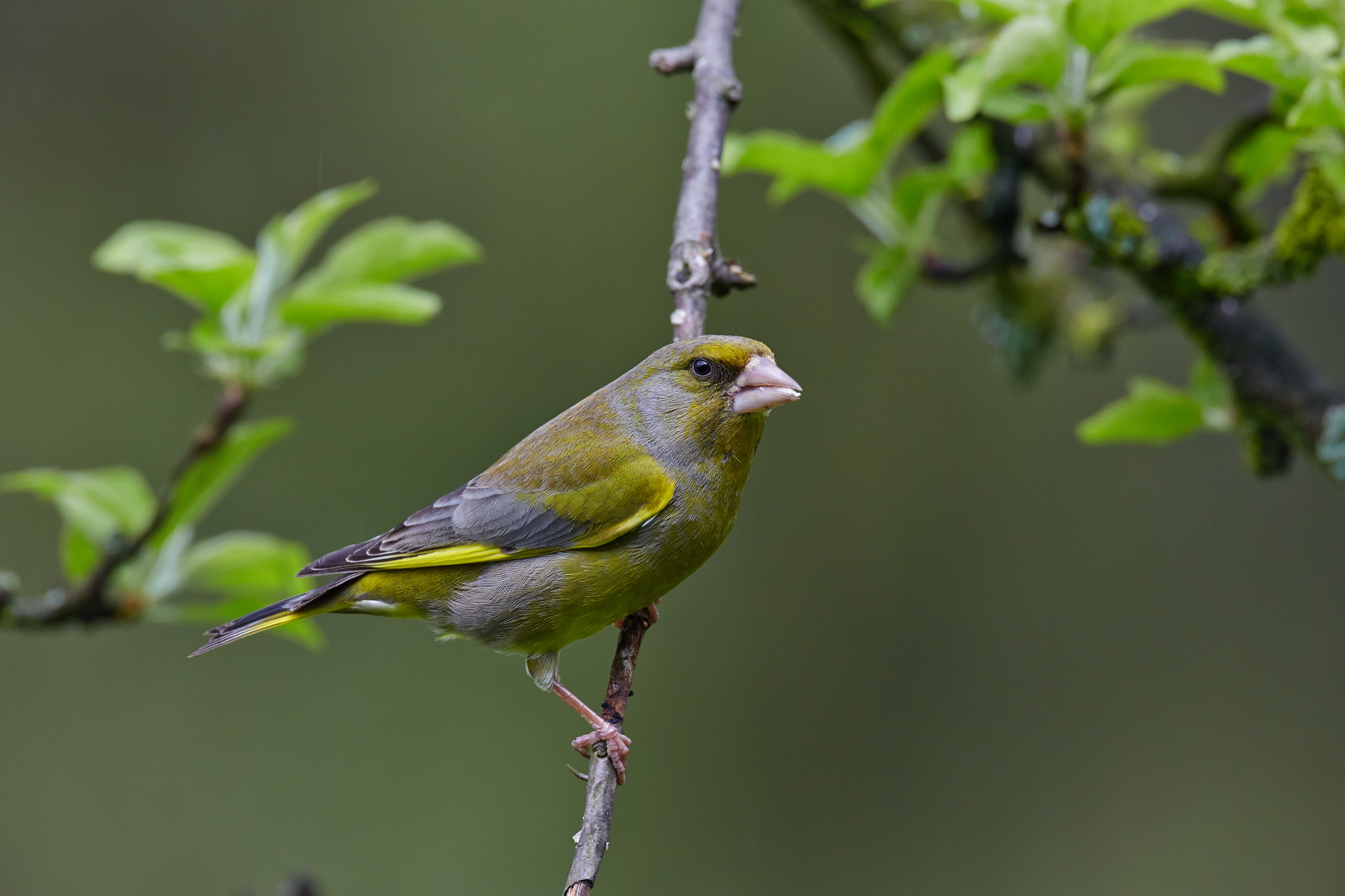 Chloris chloris   Grünfink   0040